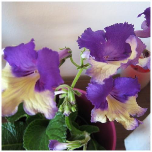 Streptocarpus no name 2