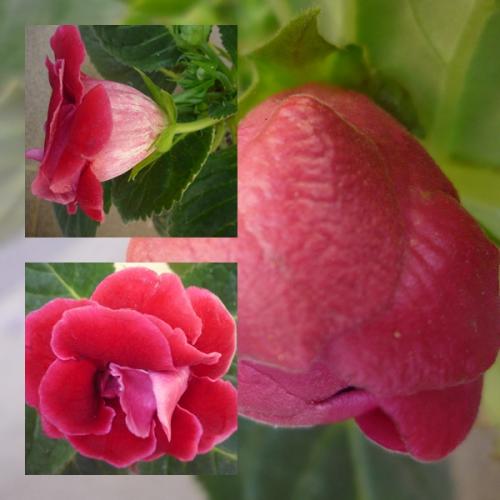 Gloxinia 24/2012