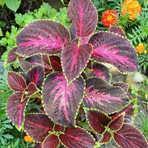 Coleus 1