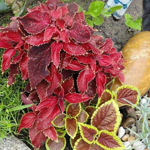 Coleus 2