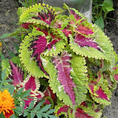 Coleus 3