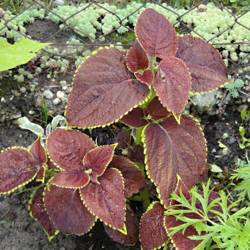 Coleus 4