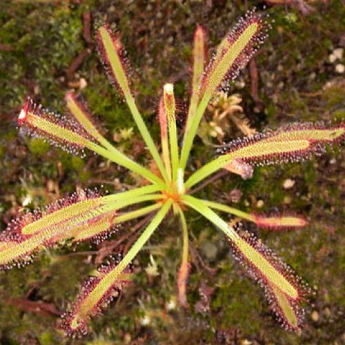 Drosera capensis