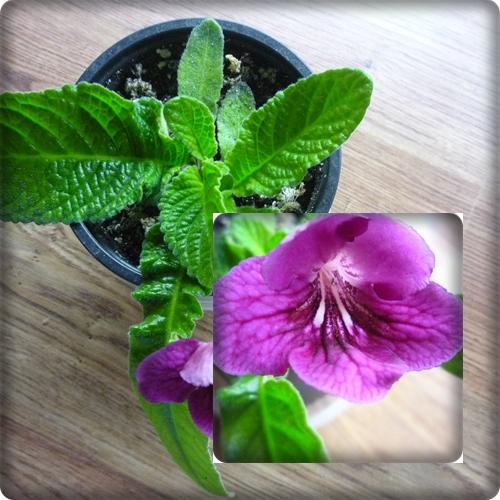 Streptocarpus - opat dalsi z listka