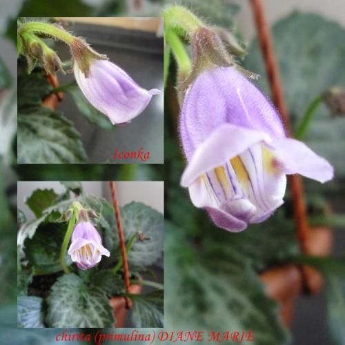 chirita (primulina) DIANE MARIE