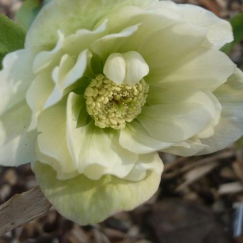 Jarná - Helleborus ´Double Ellen´ White