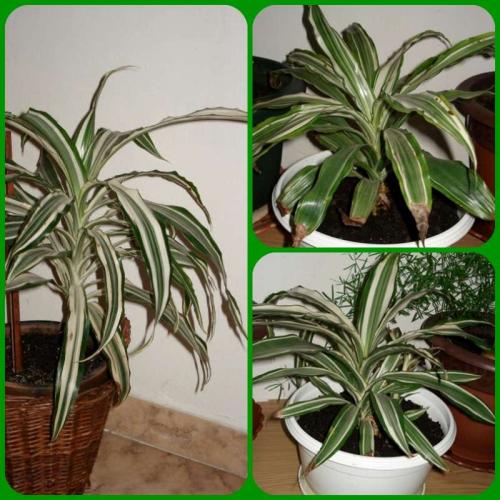 Dracena