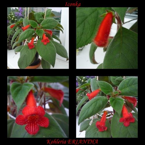 Kohleria ERIANTHA 2012