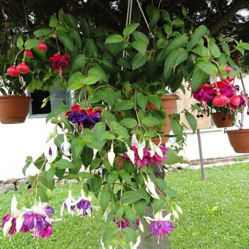 Fuchsie na strome