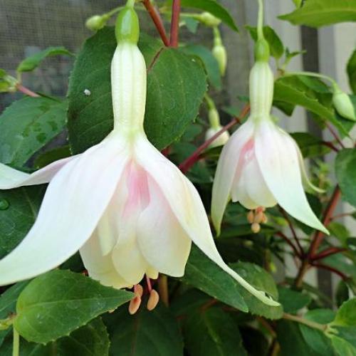 Fuchsia č.7