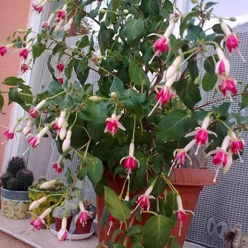 fuchsinka od martušky