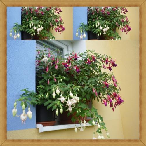 Fuchsie 2012