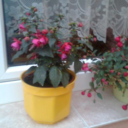 fuksia