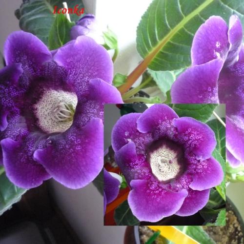 Gloxinia 1/2012