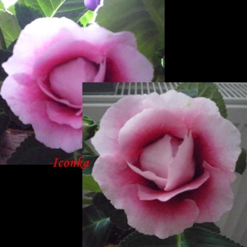 Gloxinia 10/2012