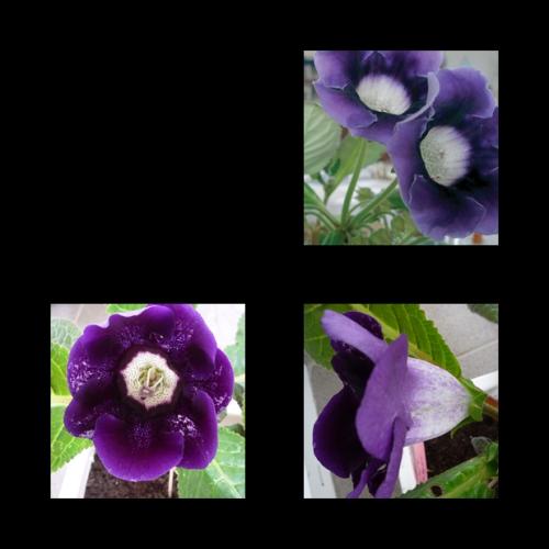 Gloxinia 20
