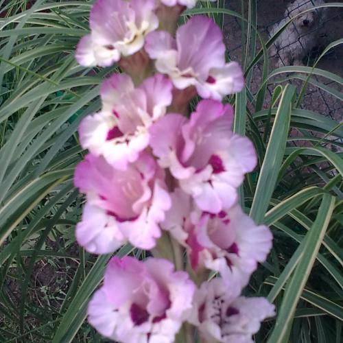 gladiola od Carnaby