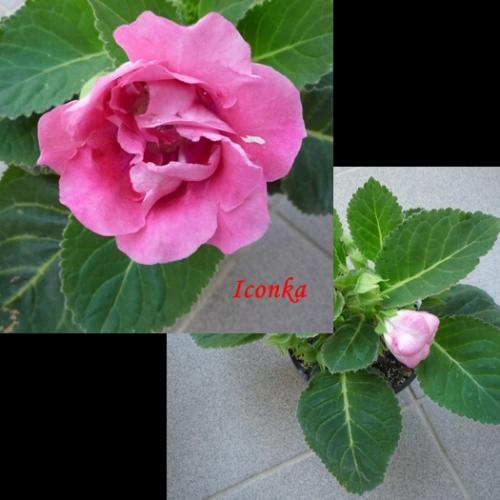 Gloxinia 3/2012