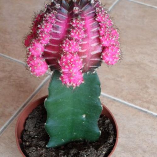 gymnocalycium mihanovichii najnovsie