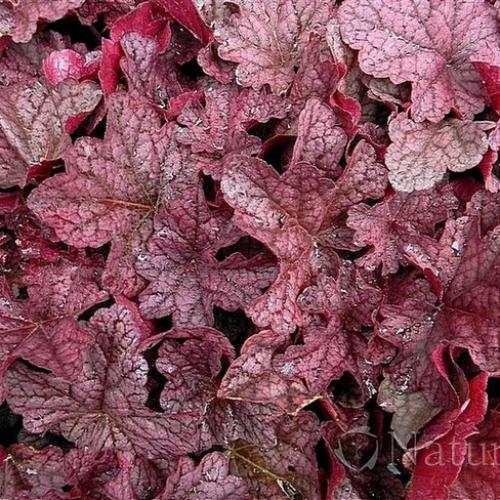 Heuchera ´Georgia Peach´