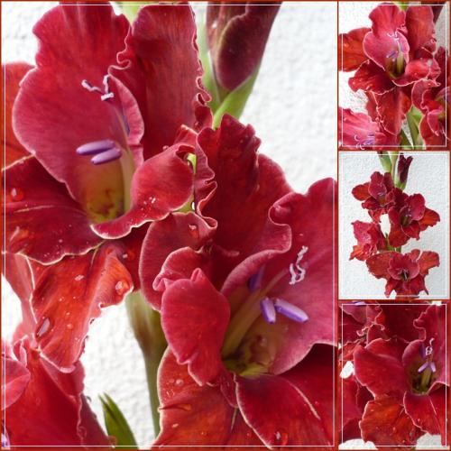 Gladiola ´Hnedočervená s lemom´ - pre Carnaby