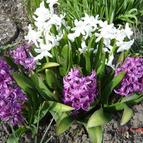 trochu vůně -hyacinty