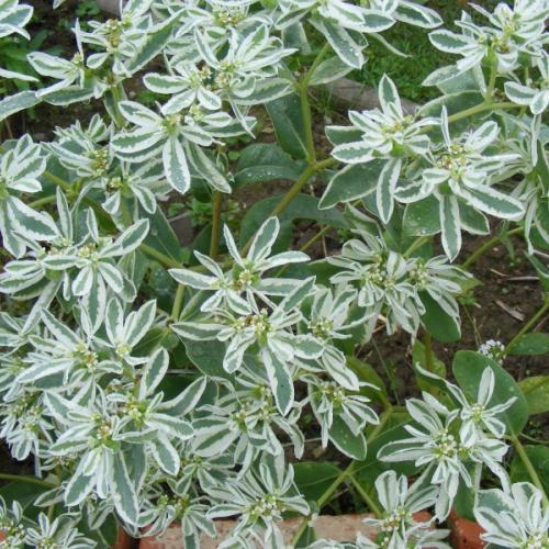euphorbia