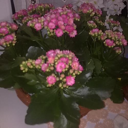 kalanchoe