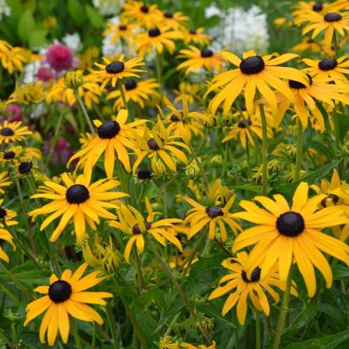 rudbeckiové slniečka