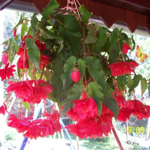 begonia u mojej sestry