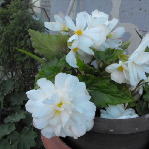 moja biela begonia