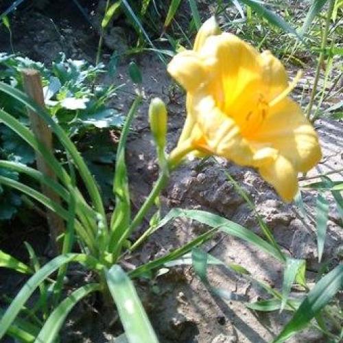 Stella d"Oro 