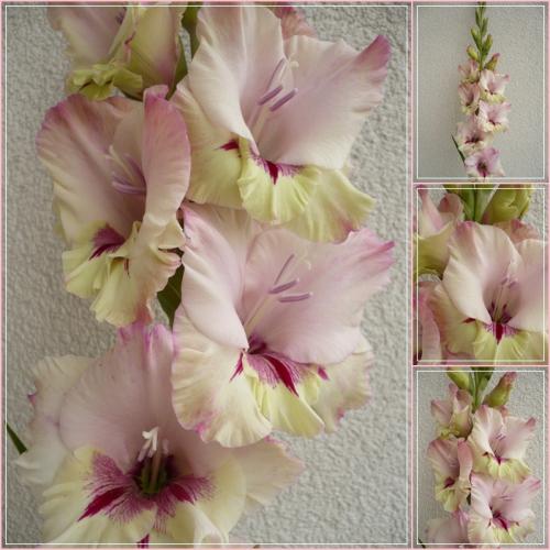 Gladiola ´LEVANDULOVÁ RAPSÓDIA´