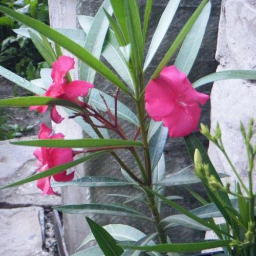 Oleander z konárika