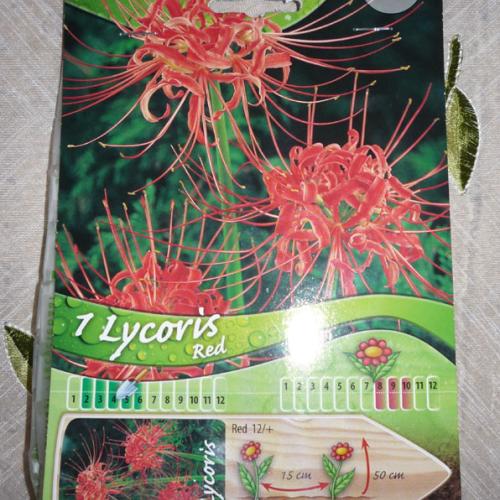 Lycoris - predsa som ho zohnal
