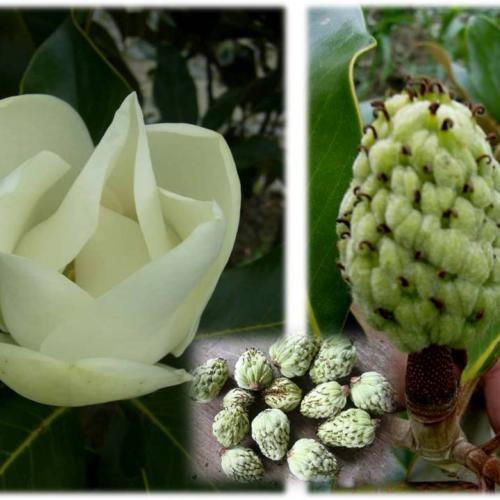 magnolia grandiflora - posledný kvet sa otvára
