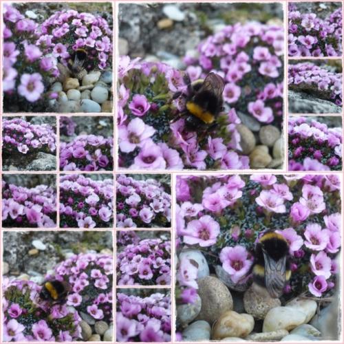 Saxifraga x ´SISSI´ a čmelko