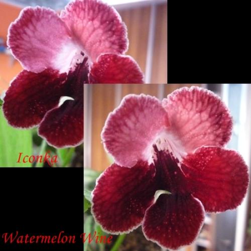 Streptocarpus Watermelon Wine