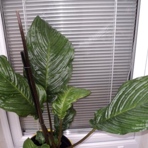 Tacca