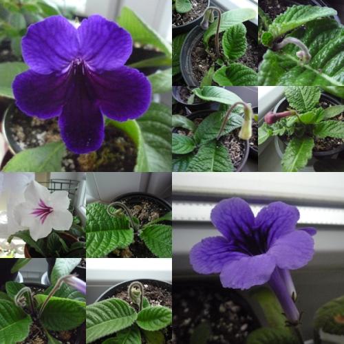 10x streptocarpus