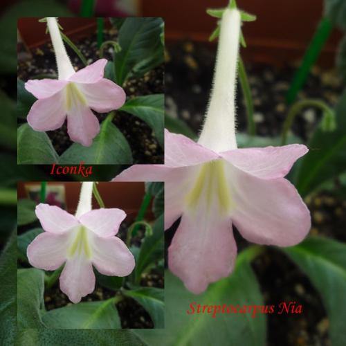 Streptocarpus Nia