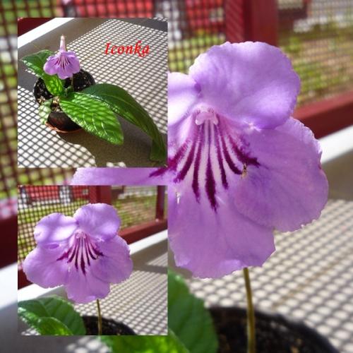 Streptocarpus no name