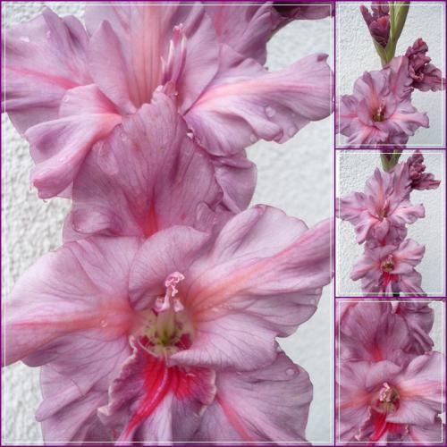 Gladiola ´NOSLEPUMAINÁ ŠOKOLÁDE´