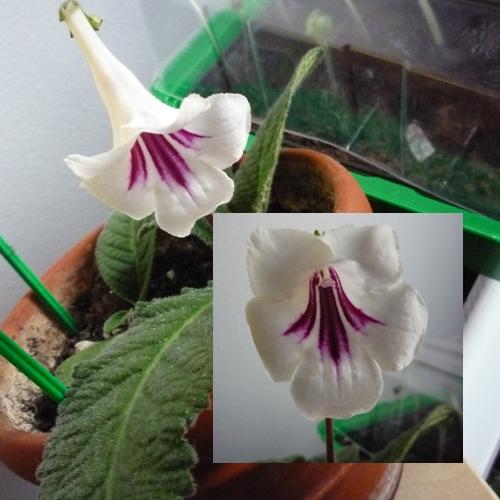 Streptocarpus - odpoved na hadanku :)
