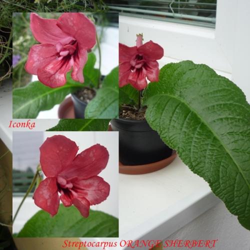 Streptocarpus ORANGE SHERBERT