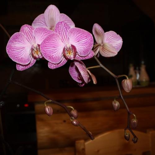 už začína kvitnúť orchidea