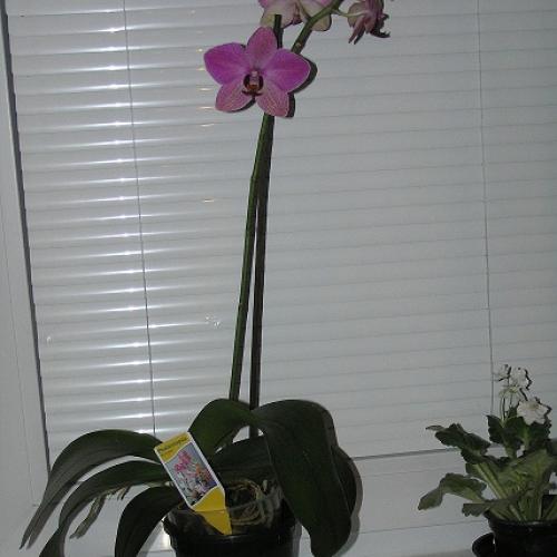 moja orchidea