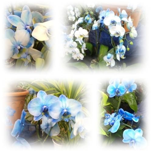 orchidea