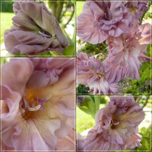 Gladiola ´OSPALEC´