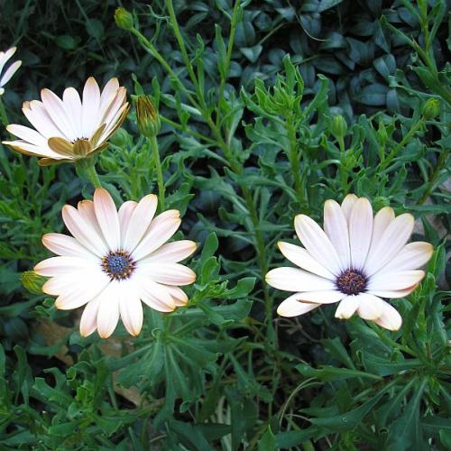 osteospormum